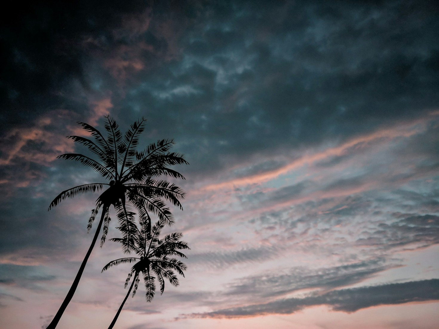 The Role of Date Palms in Sustainable Agriculture